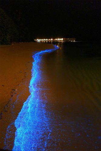 bioluminescenza maldive 2