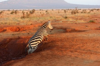 Safari Kenya